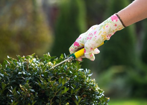 Gardener mowing a front lawn in Stockwell terraced house