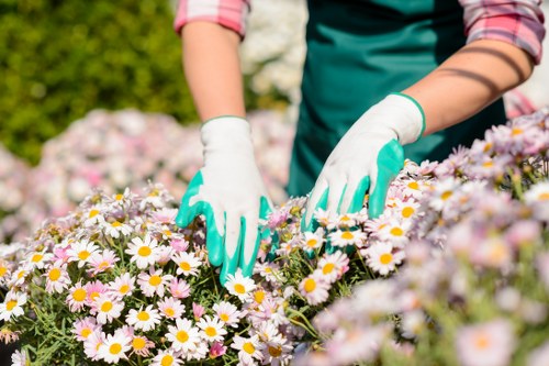 A close-up view of a person wearing gardening gloves and a long-sleeved shirt, tending to a bed of blooming daisies with white petals and yellow centers in a well-maintained garden. The garden features a variety of flowering plants, with some visible pink and purple flowers in the background. The soil between the plants appears healthy and free of weeds, and a neatly trimmed hedge lines the background, indicating a tidy outdoor space. The natural light suggests a bright, clear day, highlighting the vibrant colours of the flowers and greenery. This scene depicts typical gardening activity, such as planting or weeding, with a focus on flower bed maintenance, aligning with gardening and landscaping services offered by Lawn Mowing Stockwell in London, providing a lush and inviting outdoor environment.