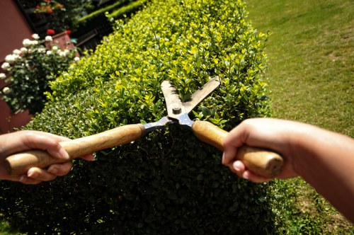 The image shows a close-up of two hands gripping hedge shears, actively trimming a dense, well-maintained hedge in a residential garden. The hedge has small, glossy green leaves with some yellowish tips, indicating healthy growth, and is shaped with a flat top and neat vertical sides. Behind the hedge, part of a lush, mown grass lawn is visible, with a section of a paved area or patio suggesting a landscaped outdoor space. In the background, there are additional garden elements including flowering bushes with white blossoms and other greenery, indicating a carefully cultivated garden area. The scene appears to be outdoors on a bright, sunny day, with natural light highlighting the vibrant colours of the plants. The image is contextual for gardening or landscaping services such as hedge trimming or garden maintenance, and subtly references outdoor garden care in Stockwell or nearby areas, aligning with services provided by Lawn Mowing Stockwell.